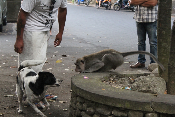 A dog and monkey taunting each other just outside the Monkey Forest in Ubud