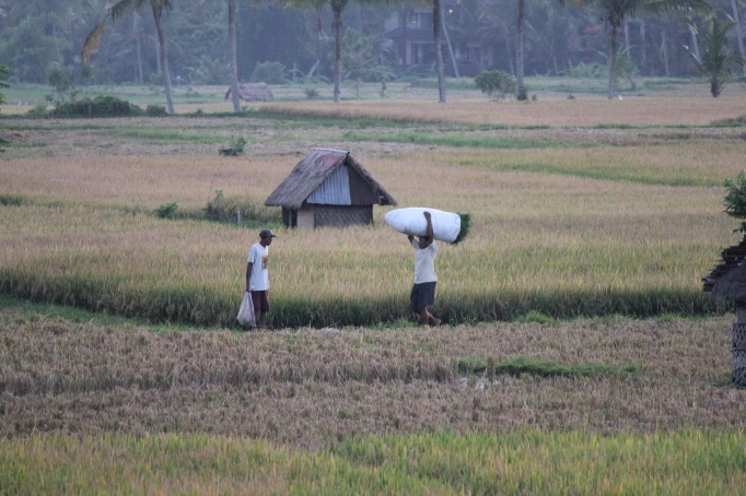 Workers in the rice field behind our villa
